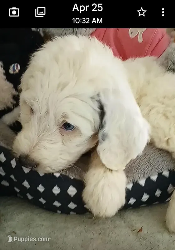 Diva,service dog,laid back,merle, pls text my phone only! – Sheepadoodle, Poodle - Standard  puppy for sale in Apple Valley, CA