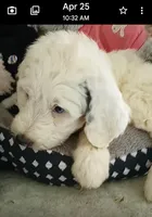 Diva,service dog,laid back, pls text my phone only!, a female Sheepadoodle and Poodle - Standard  for sale in Apple Valley, CA – Photo 5 of 10