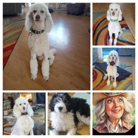 Diva,service dog,laid back,merle, pls text my phone only!, a female Sheepadoodle and Poodle - Standard  for sale in Apple Valley, CA – Photo 10 of 10