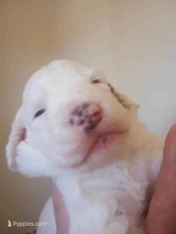 Divinity,standard, OES – Sheepadoodle puppy for sale in Apple Valley, CA