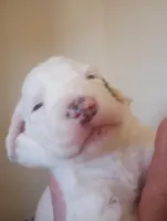 Divinity,standard, OES, a female Sheepadoodle for sale in Apple Valley, CA – Photo 1 of 10