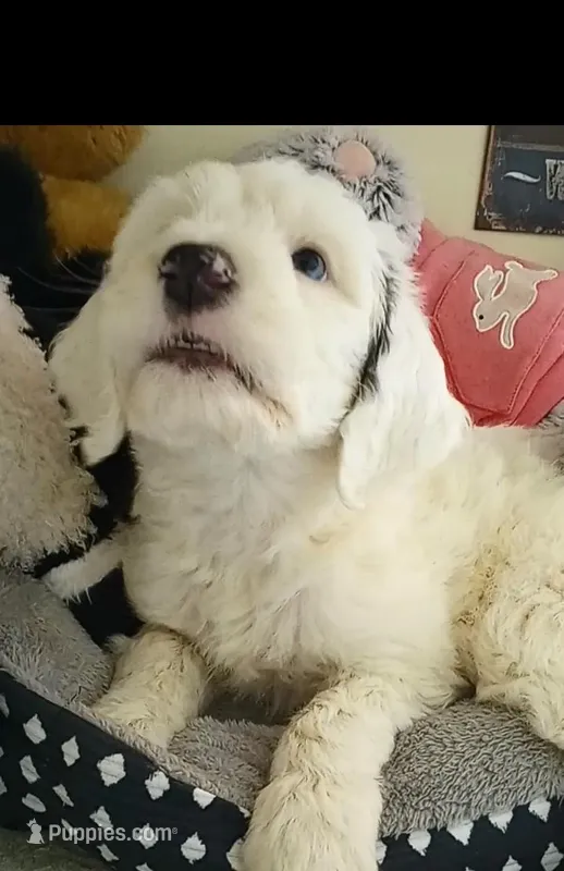 Diva,service dog,laid back, pls text my phone only! – Sheepadoodle, Poodle - Standard  puppy for sale in Apple Valley, CA