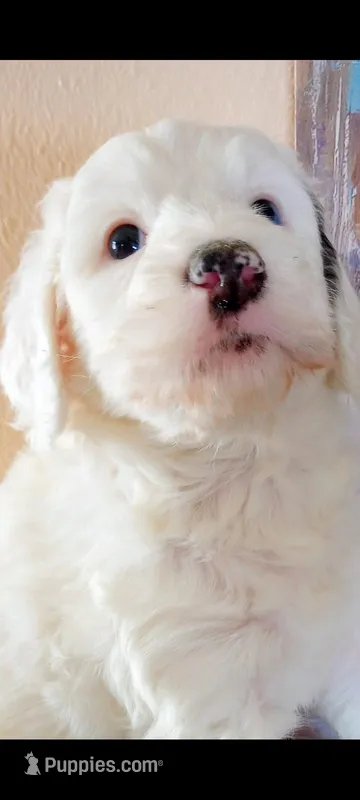 Diva,adorable,blue eye!merle – Sheepadoodle, Poodle - Standard  puppy for sale in Apple Valley, CA