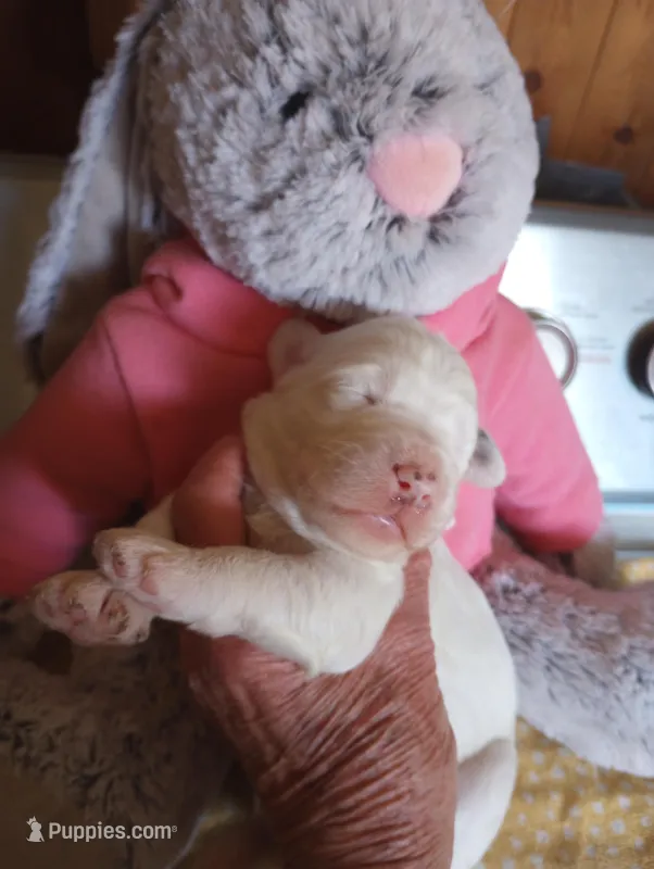 Divinity – Sheepadoodle puppy for sale in Apple Valley, CA