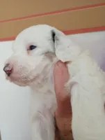 Diva,gorgeous, smart, a female Sheepadoodle and Poodle - Standard  for sale in Apple Valley, CA – Photo 3 of 10