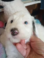 Diva,adorable,blue eye!merle, a female Sheepadoodle and Poodle - Standard  for sale in Apple Valley, CA – Photo 3 of 10