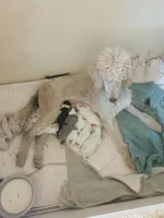 Divinity, a female Sheepadoodle for sale in Apple Valley, CA – Photo 3 of 6