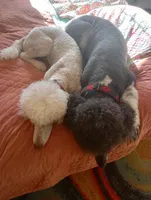 Aspen,house raised,sweet, obedient,calm pls text my phone only!, a female Poodle - Multi-Colored Standard and Poodle - Standard  for sale in Apple Valley, CA – Photo 3 of 5