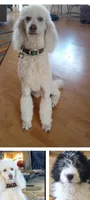 Aspen,house raised,sweet, obedient,calm pls text my phone only!, a female Poodle - Multi-Colored Standard and Poodle - Standard  for sale in Apple Valley, CA – Photo 2 of 5