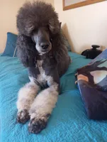 Aspen,house raised,sweet, obedient,calm pls text my phone only!, a female Poodle - Multi-Colored Standard and Poodle - Standard  for sale in Apple Valley, CA – Photo 4 of 5