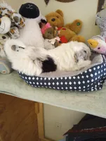 Aspen,house raised,sweet, obedient,calm pls text my phone only!, a female Poodle - Multi-Colored Standard and Poodle - Standard  for sale in Apple Valley, CA – Photo 5 of 5