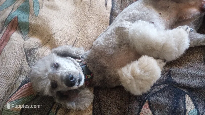 AKC Tucson Silver!! 35 pounds, pls TEXT my phone! Much Info in profile – Poodle - Standard  puppy for sale in Apple Valley, CA