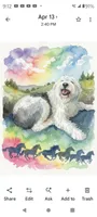 Stormy, a female Sheepadoodle for sale in Apple Valley, CA – 6 of 6