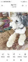 Stormy, a female Sheepadoodle for sale in Apple Valley, CA – 2 of 6