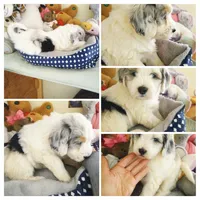 Hallie, one of a kind ,colors galore!,blue eye!, a female Old English Sheepdog and Poodle - Multi-Colored Standard for sale in Apple Valley, CA – 1 of 10