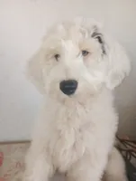 Diva,serious obed, Gives hugs,low shed!, blue eye,pls text my phone, a female Old English Sheepdog and Sheepadoodle for sale in Apple Valley, CA – 9 of 9