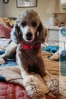 AKC Tucson Silver!! 35 pounds, pls TEXT my phone! Much Info in profile, a female Poodle - Standard  for sale in Apple Valley, CA – 3 of 6