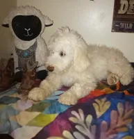 Oakley,a real teddy bear!on leash!pls text only,pls read profile!, a male Old English Sheepdog and Sheepadoodle for sale in Apple Valley, CA – 2 of 7