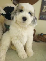 Hallie, one of a kind ,colors galore!,blue eye!, a female Old English Sheepdog and Poodle - Multi-Colored Standard for sale in Apple Valley, CA – 4 of 10
