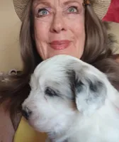 Hallelujah,blue eye, low shed, stunning colors, a female Old English Sheepdog and Sheepadoodle for sale in Apple Valley, CA – 5 of 10
