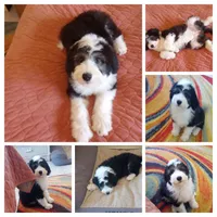 Blessing,on leash,stunning!!!!Low shed,pls text! Pls read ad profile, a female Old English Sheepdog and Sheepadoodle for sale in Apple Valley, CA – 4 of 10