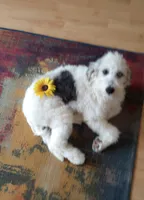 Hallie, pls read my ad! Purebred parents calm,sweet,TEXT my phone pls!, a female Old English Sheepdog and Sheepadoodle for sale in Apple Valley, CA – 9 of 10