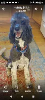 AkcTucson,pls text my phone! Much Info in profile, a female Poodle - Standard  for sale in Apple Valley, CA – 7 of 7