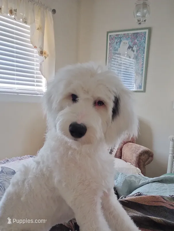 Angel low shed, sweet family dog,purebred parents, pls text my phone! – Old English Sheepdog, Poodle - Standard  puppy for sale in Apple Valley, CA