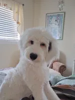 Angel low shed, gentle family dog,purebred parents, pls text my phone!, a female Old English Sheepdog and Poodle - Standard  for sale in Apple Valley, CA – 1 of 10