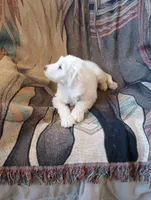 Oakley,sweet guy,Low shed,cream parti,pls text my phone only!!, a male Old English Sheepdog and Sheepadoodle for sale in Apple Valley, CA – 4 of 9