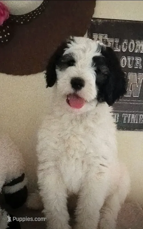 Rockstar,very brave,,low shed,pls text my phone only! – Old English Sheepdog, Sheepadoodle puppy for sale in Apple Valley, CA