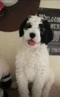 Rockstar,very brave,,low shed,pls text my phone only!, a male Old English Sheepdog and Sheepadoodle for sale in Apple Valley, CA – 1 of 10