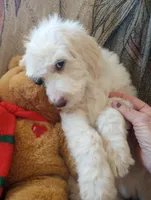 Oakley the love bear,Moyen size,Low shed,pls text my phone only!!, a male Old English Sheepdog and Sheepadoodle for sale in Apple Valley, CA – 6 of 10