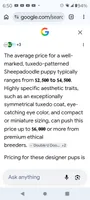 Blessing,on leash,striking looks!!!Low shed,pls text my phone only!!, a female Old English Sheepdog and Sheepadoodle for sale in Apple Valley, CA – 10 of 10