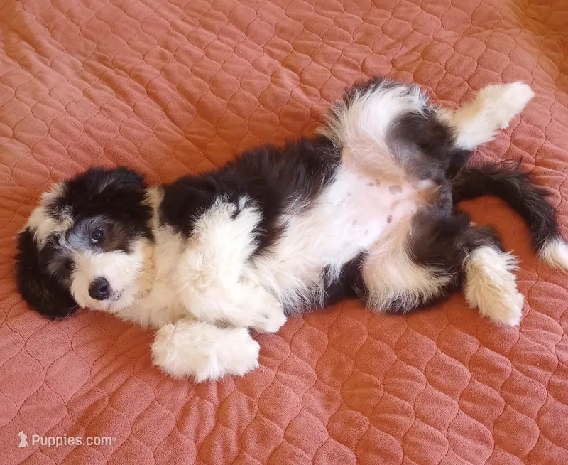 Essie,training well, sweetest,health guarantee,text phone pls!  – Old English Sheepdog, Poodle - Multi-Colored Standard puppy for sale in Apple Valley, CA