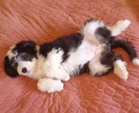Essie,training well, sweetest,health guarantee,text phone pls! , a female Old English Sheepdog and Poodle - Multi-Colored Standard for sale in Apple Valley, CA – 1 of 9