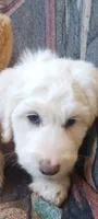 Oakley the love bear,Moyen size,Low shed,pls text my phone only!!, a male Old English Sheepdog and Sheepadoodle for sale in Apple Valley, CA – 4 of 10