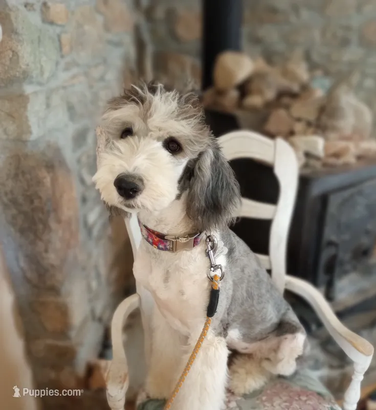 Stormy, trained, wavy, low shed,loves everyone, health guarantee  – Old English Sheepdog, Sheepadoodle puppy for sale in Apple Valley, CA