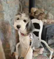 Stormy, trained, wavy, low shed,  , a female Old English Sheepdog and Sheepadoodle for sale in Apple Valley, CA – 1 of 10
