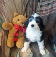 Blessing,beauty with brains!Low shed,pls text my phone only!!, a female Old English Sheepdog and Sheepadoodle for sale in Apple Valley, CA – 5 of 10