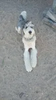 Stormy, a female Sheepadoodle and Poodle - Standard  for sale in Apple Valley, CA – 3 of 9