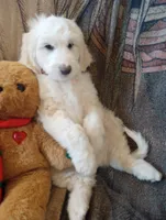 Oakley the love bear,Moyen size,Low shed,pls text my phone only!!, a male Old English Sheepdog and Sheepadoodle for sale in Apple Valley, CA – 5 of 10