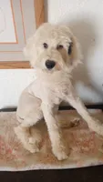 Angel low shed, sweet family dog,purebred parents, pls text my phone!, a female Old English Sheepdog and Poodle - Standard  for sale in Apple Valley, CA – 7 of 10