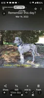 AkcTucson,pls text my phone! Much Info in profile, a female Poodle - Standard  for sale in Apple Valley, CA – 6 of 7
