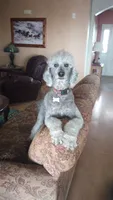 AkcTucson,pls text my phone! Much Info in profile, a female Poodle - Standard  for sale in Apple Valley, CA – 4 of 7