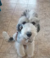 Stormy, trained, wavy, low shed,loves everyone, health guarantee , a female Old English Sheepdog and Sheepadoodle for sale in Apple Valley, CA – 9 of 10