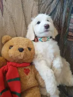 Oakley the love bear,Moyen size,Low shed,pls text my phone only!!, a male Old English Sheepdog and Sheepadoodle for sale in Apple Valley, CA – 3 of 10