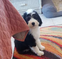 Essie,training well, sweetest,health guarantee,text phone pls! , a female Old English Sheepdog and Poodle - Multi-Colored Standard for sale in Apple Valley, CA – 8 of 9