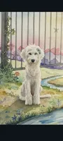 Angel low shed, sweet family dog,purebred parents, pls text my phone!, a female Old English Sheepdog and Poodle - Standard  for sale in Apple Valley, CA – 10 of 10