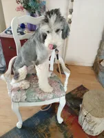 Stormy, trained, wavy, low shed,loves everyone, health guarantee , a female Old English Sheepdog and Sheepadoodle for sale in Apple Valley, CA – 3 of 10